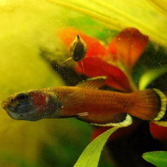 Akvarijska žival se predstavi - Betta albimarginata