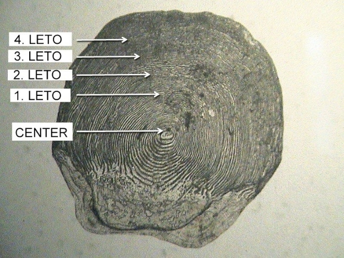 Anatomija ribe kostnice - Starost lusk