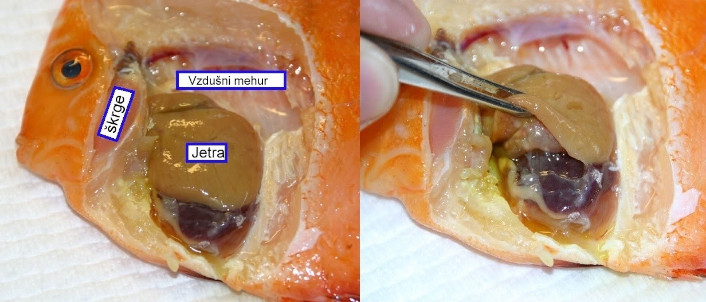 Anatomija ribe kostnice - Jetra pri diskusu